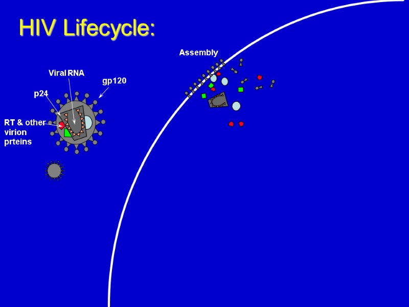 Assembly  HIV Lifecycle: